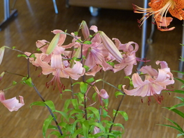 Foto: Dr. Peter Müller